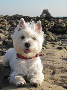West Highland Terrier as a hypoallergenic dog