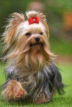 Yorkshire Terrier as a hypoallergenic dog