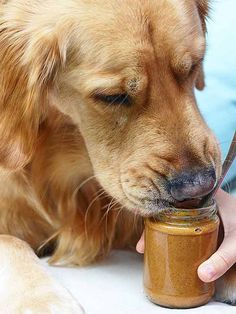 IS ALMOND BUTTER SAFE FOR DOGS?
