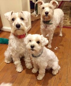 schnoodle puppies socializtion
