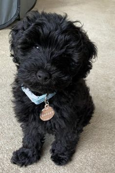 schnoodle puppies adorable appearence 