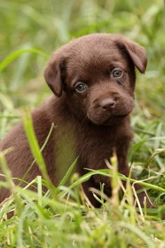 brown lab puppy energy level