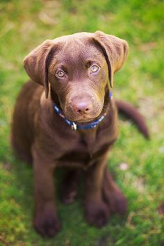 brown lab puppy adaptability