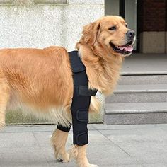 elbow dysplasia in dogs 