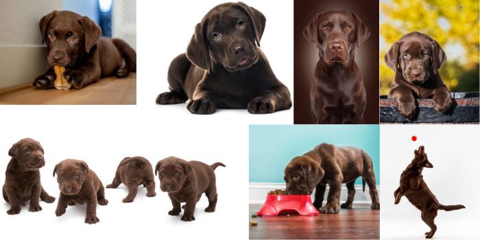 Brown lab puppy