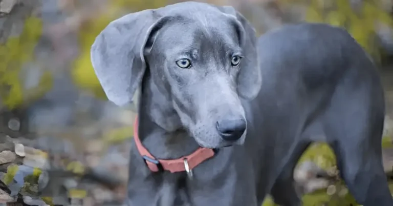 Blue Weimaraner: Grooming Requirements, Lifespan, Suitable For