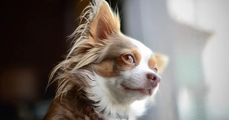 Long Hair Chihuahua:Origin, Height, Weight, Coat, Color, Lifespan 