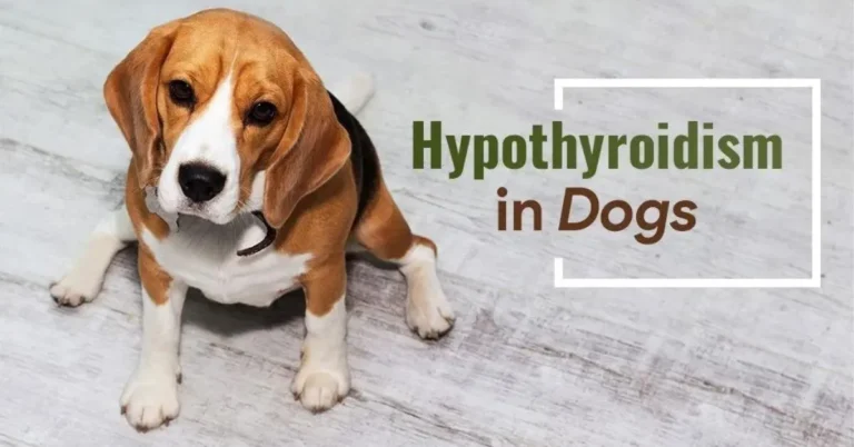 Hypothyroidism In Dogs:Causes, Symptoms, Diagnosis, Treatment