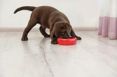 Brown lab puppy Balanced Nutrition