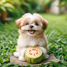 Key benefits and risks of feeding guava to dogs