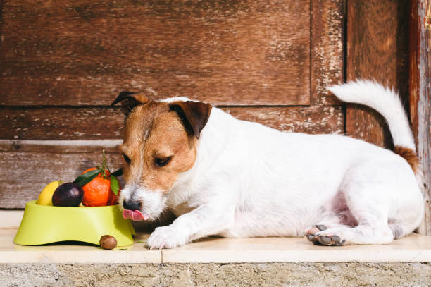 Alternatives to Guava for Dogs