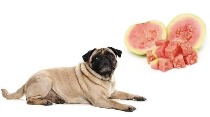 Indications That Your Dog May Have a Guava Allergy