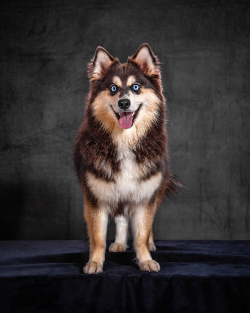adult pomsky Coat and Coloration 