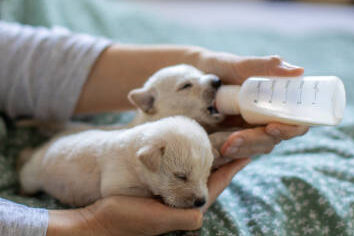 white labrador puppy Neonatal Stage (0-2 Weeks)
