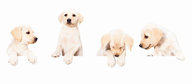 white lab pups