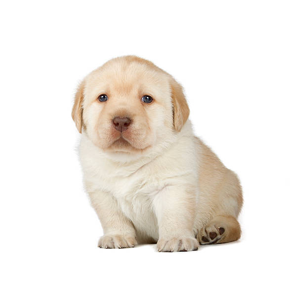 white labrador puppy Transitional Stage (2-4 Weeks)
