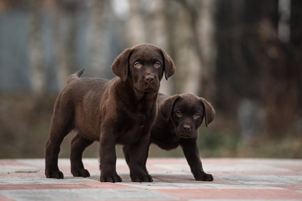 Chocolate Labrador Puppies
