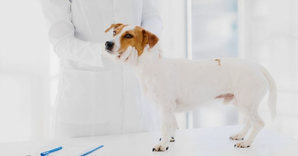 genetic testing in dogs