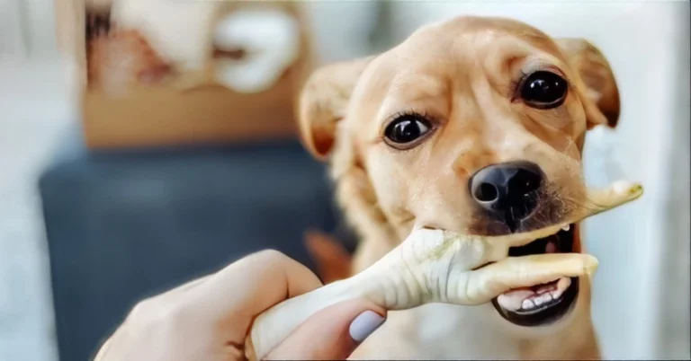 Can Dogs Eat Chicken Feet?: Benefits, Nutrient Values, Risks